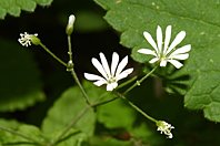 Stellaria nemorum